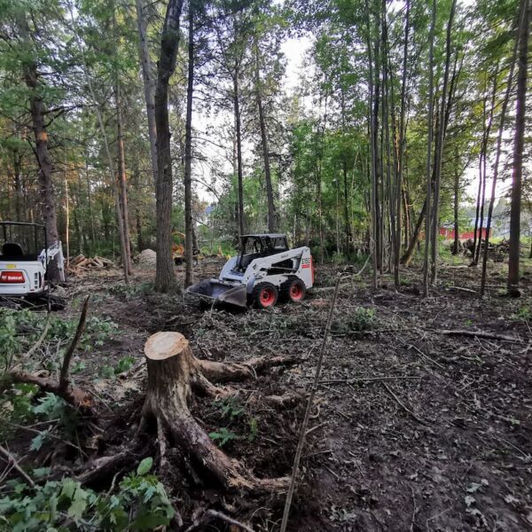 Tree-stump-removal-service ottowa